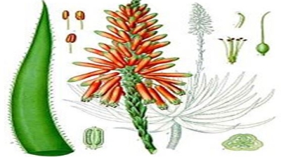 Aloe – dárilik ósimdik