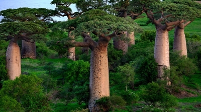 Meıirimdi boabab