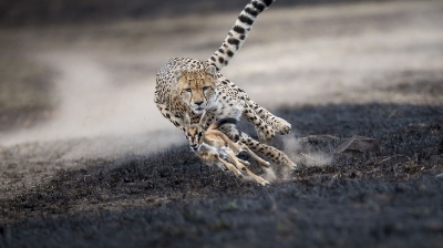 National Geographic-tyń 2018 jylǵy eń tańdaýly sýretteri