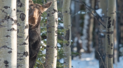 Comedy Wildlife Photography Awards 2018-дің финалистері