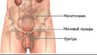 Жыныс мүшлерде кездесетін ауру түрлері және оны емдеу