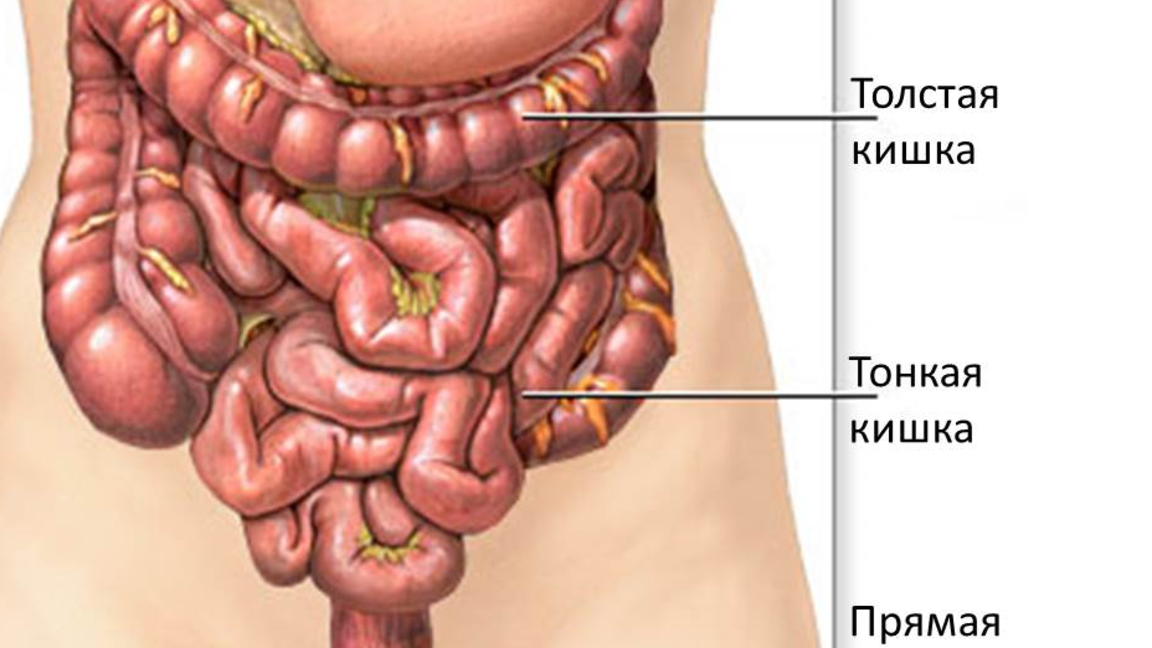 Жедел ішек инфекциялары – жаз мезгіліндегі басты қауіп