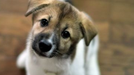 Теміртауда күшікті өлтірмек болған қарияға қылмыстық іс қозғалды