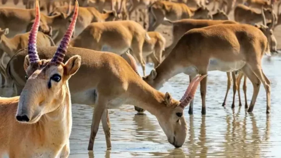 قازاقستاندا كيىك اتۋ ناۋقانى باستالماق – سەبەپ نە؟