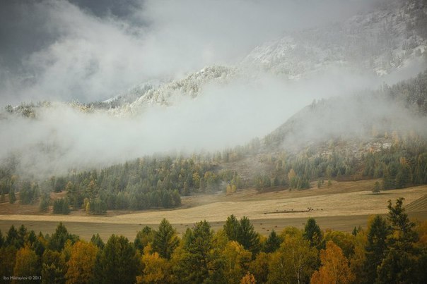 Алтай өлкесі (Ресей)