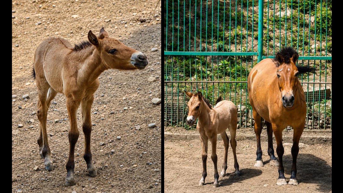 Almatı Hayvanat Bahçesi'nde Przewalski Atı Tayı Doğdu