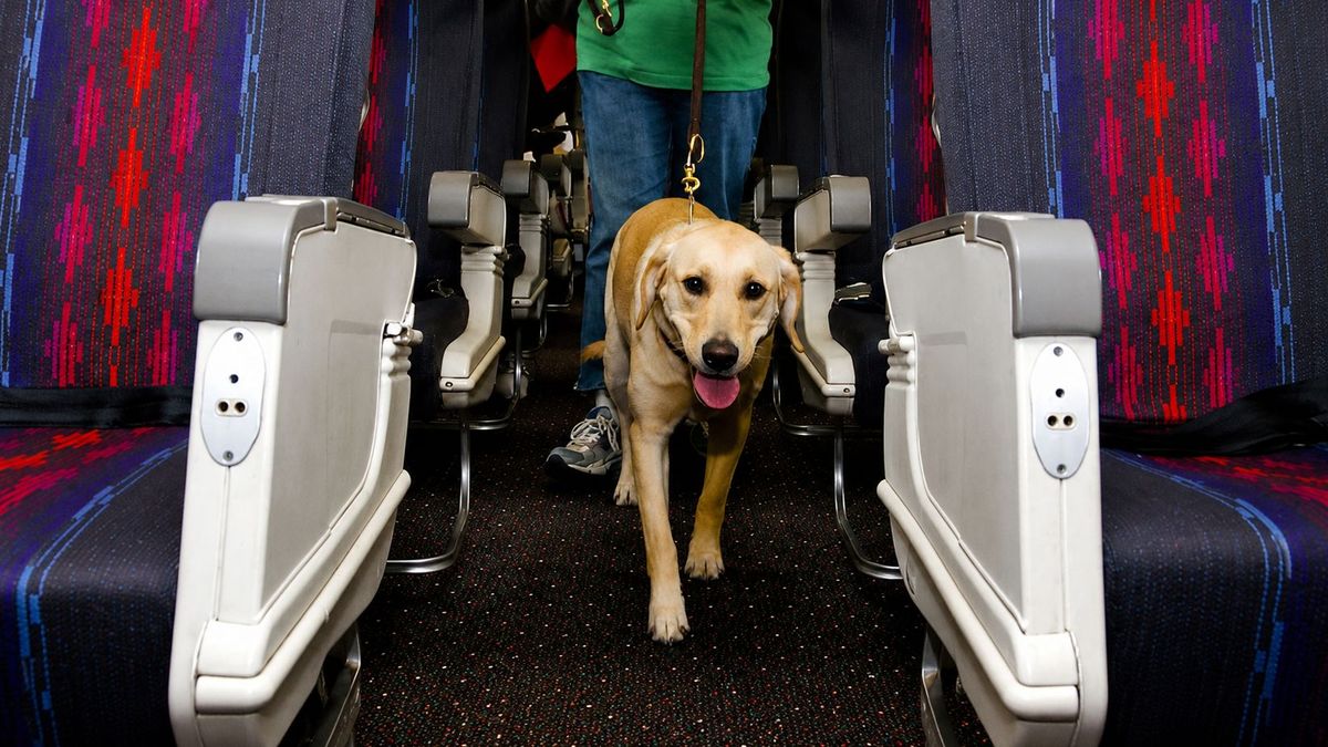 Kazakhstan may allow pets in airplane cabin: proposed changes to air travel rules