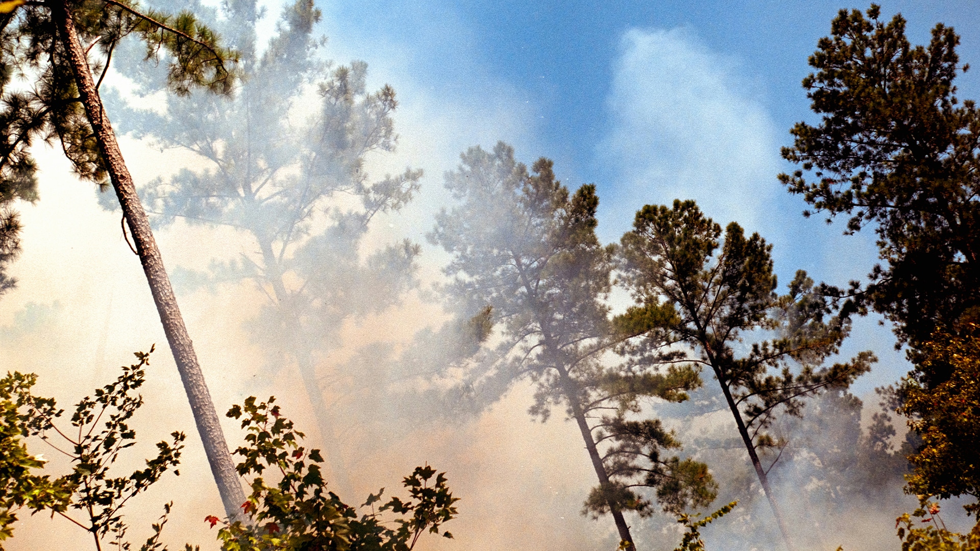 Fire in Semey Ormany Reserve Contained, Smoldering Spots Remain