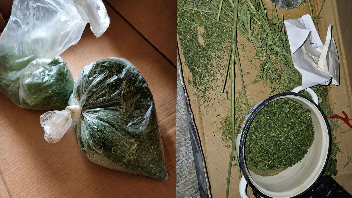Police find 125 cannabis plants in greenhouse near Temirtau