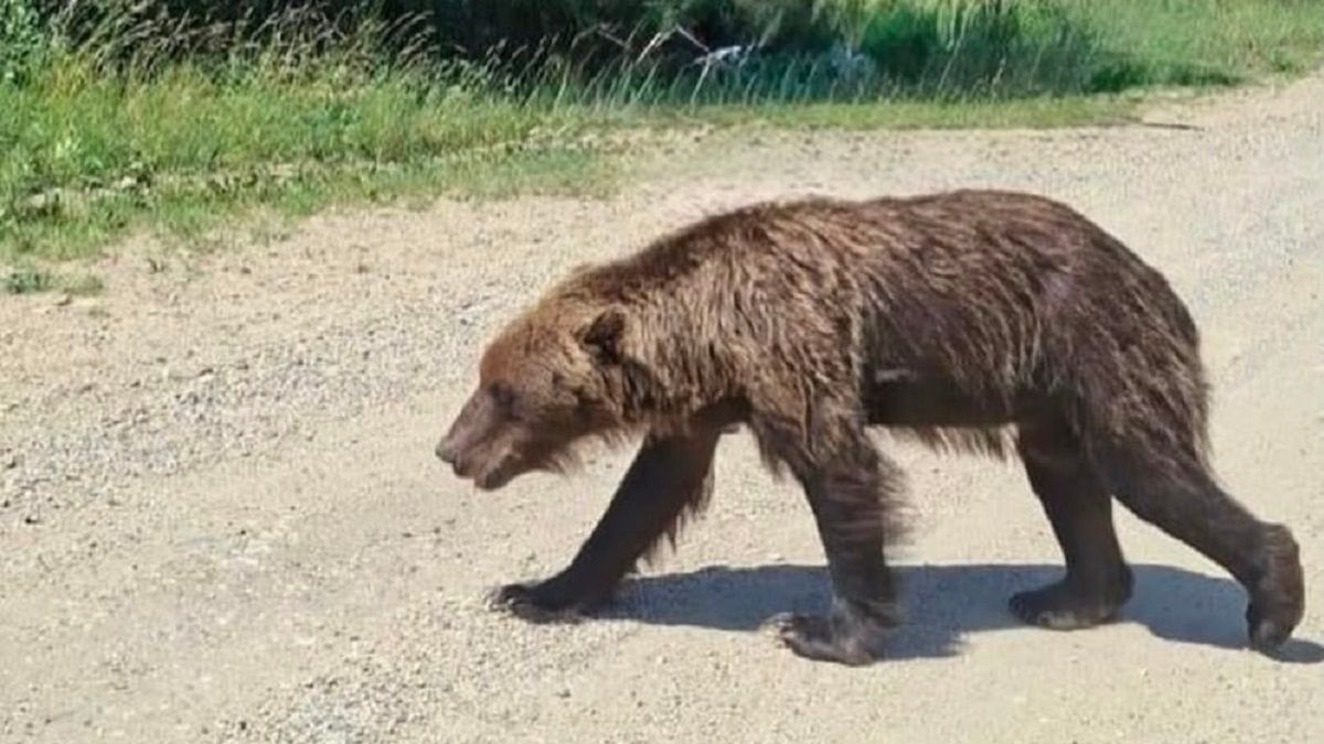 Bear Spotted on Road in East Kazakhstan, Prompts Safety Warning