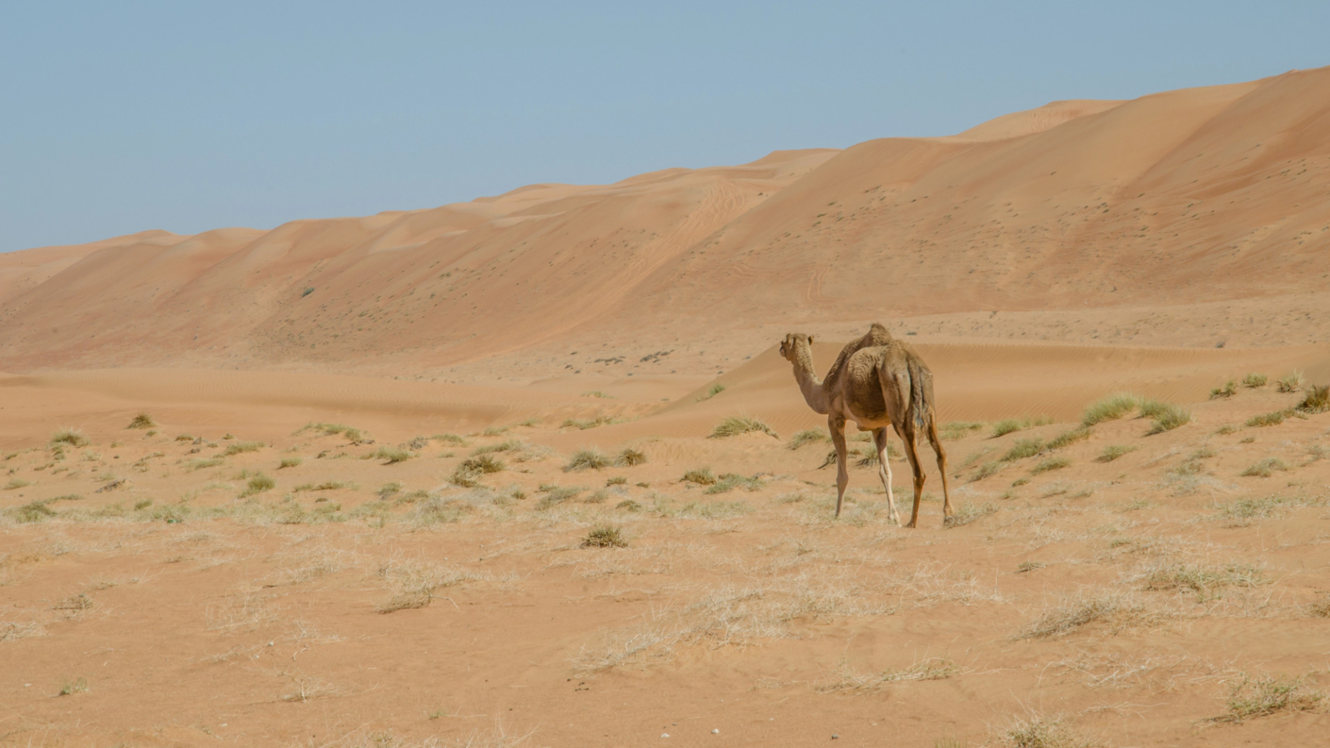 Meteorologists explain the causes of abnormal heatwave in Kazakhstan
