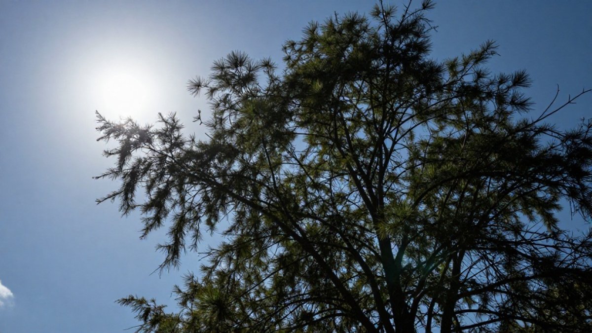 7月15日哈萨克斯坦部分地区将遭遇强风高温天气