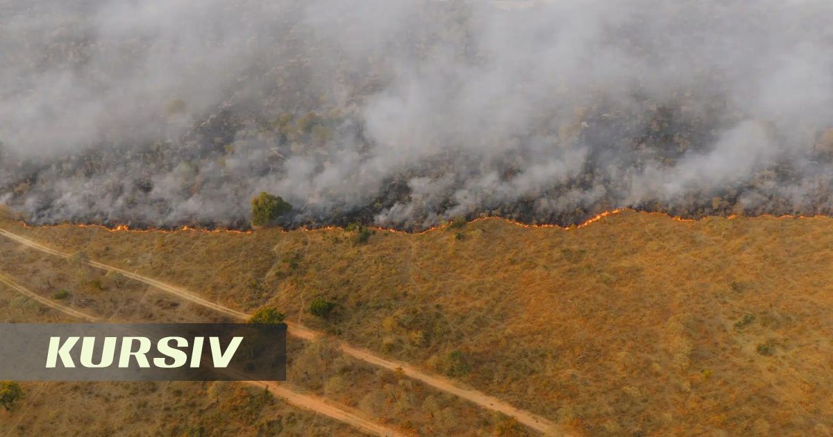 Internal Investigation to Follow Fire in Semey Ormany Reserve