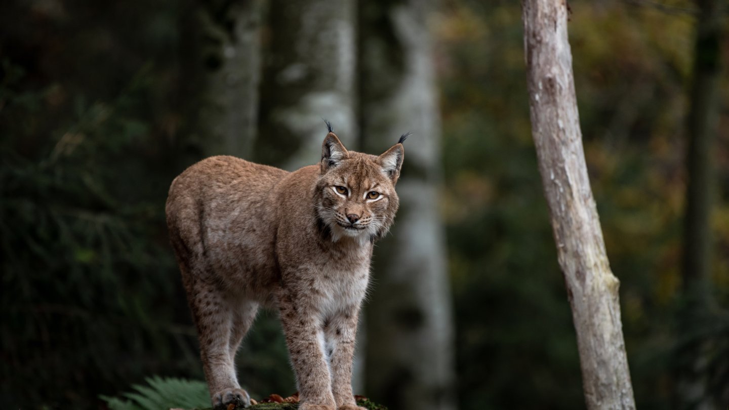 Rare Turkestan Lynx Captured by Camera Trap in Tarbagatai National Park