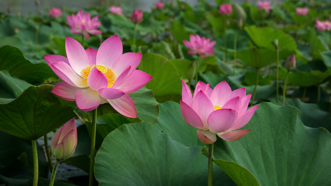 阿特劳郊区莲花盛开