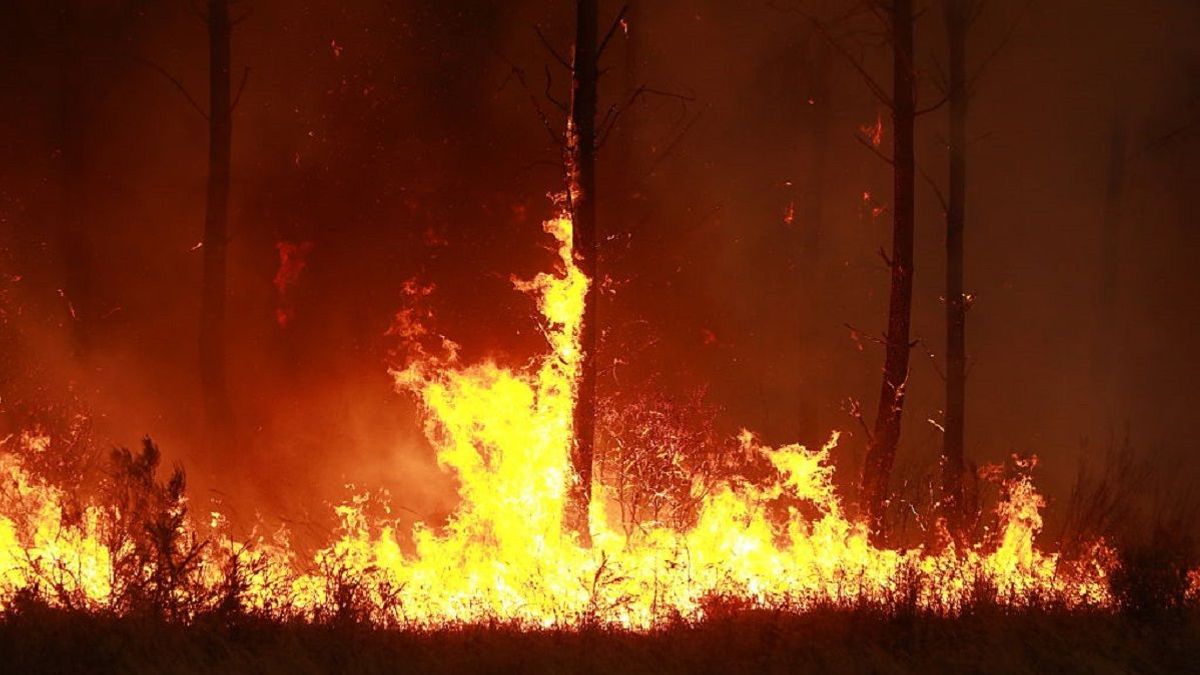 Франциядағы орман өрттері рекорд жаңартты: 115 мың гектар күйіп кетті