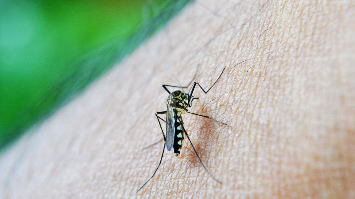 Азиялық Anopheles stephensi масасы Африкаға безгек қаупін төндіруде