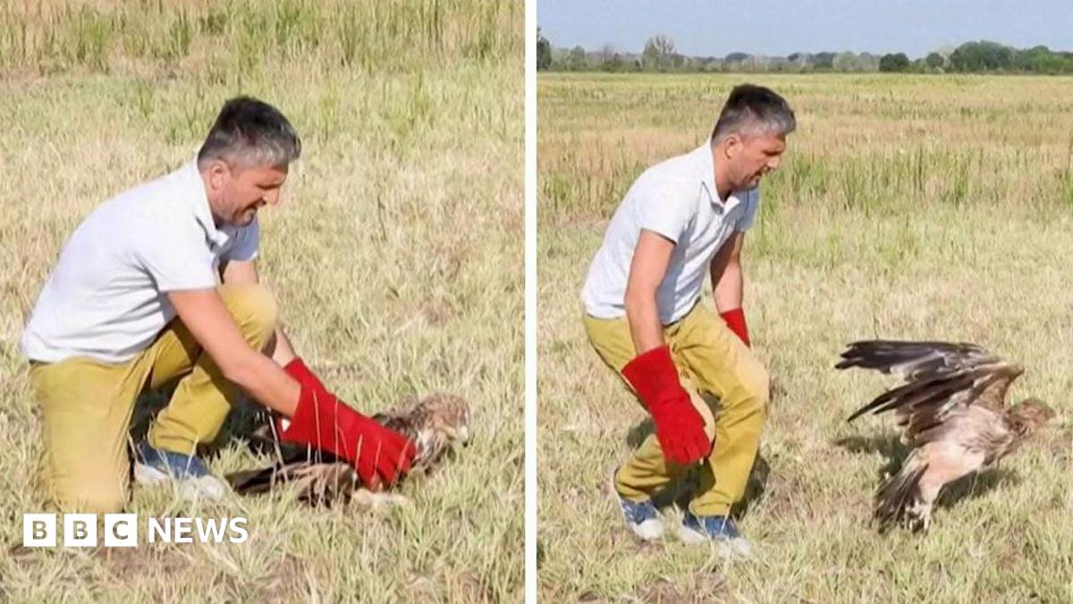 Rare Eagle Feliks Returns to Wild in Serbia After Kidnapping