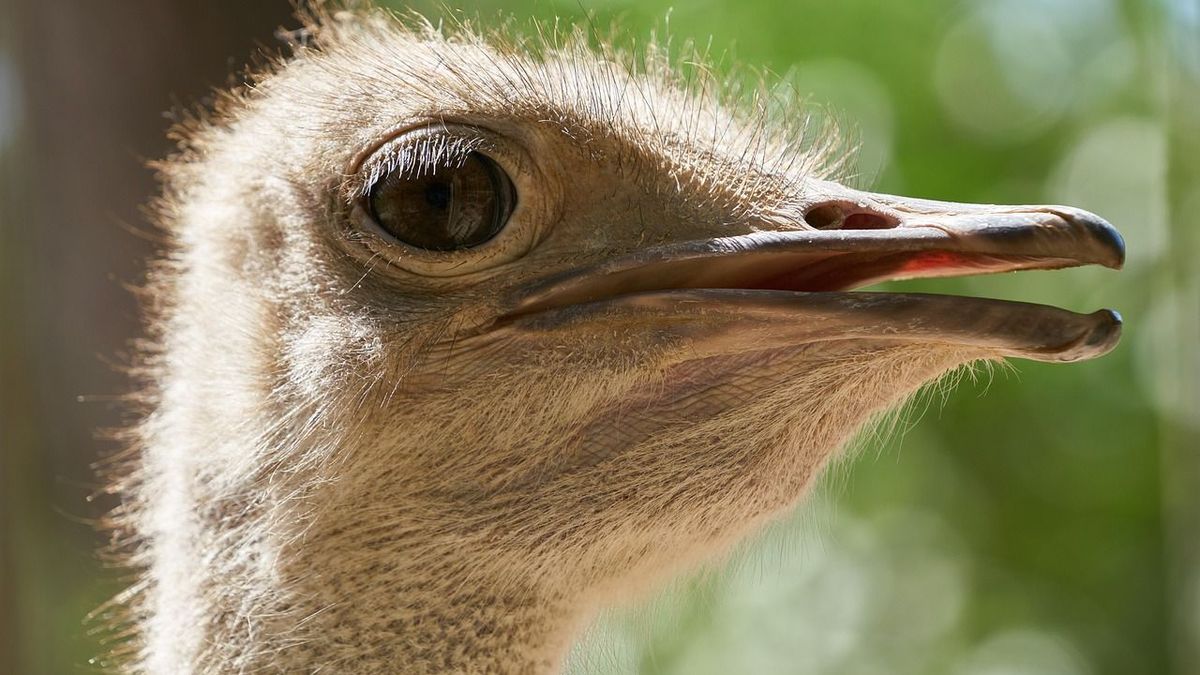 60,000-Year-Old Ostrich Egg Engravings Reveal Ancient Abstract Thinking