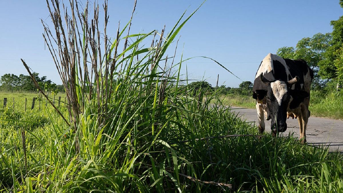 Kazakh Interior Ministry Warns of Dangers of Uncontrolled Livestock Grazing