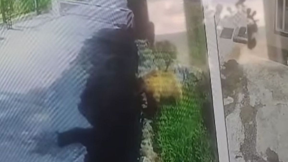 Өскемендегі СЭС маңынан аю байқалды: видео және мәліметтер