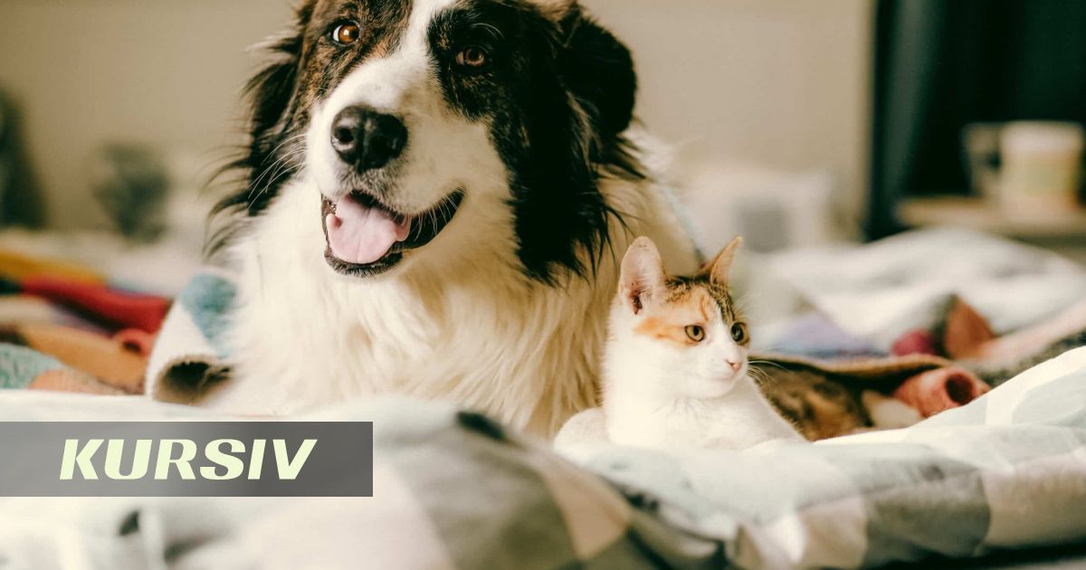 Aktos, Sharik and Murka: Kazakhstan's Most Popular Pet Names Revealed