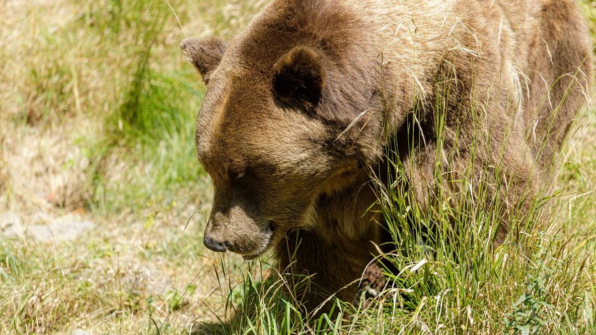 Bear attacks beekeeper in East Kazakhstan