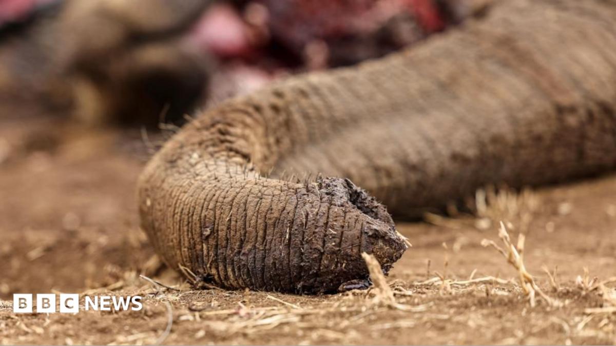 Kenya: Four arrested over suspected poisoning of elephants
