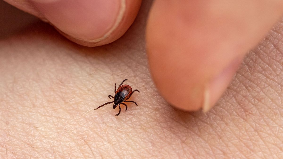 New Tick-Borne Virus ALTNV Discovered in China