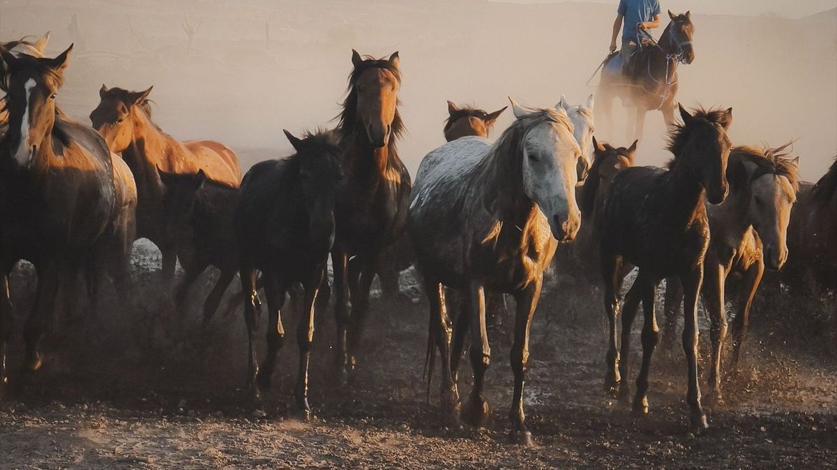 Horse herder in Akmola Region sentenced for embezzling 150 horses worth 70 million tenge