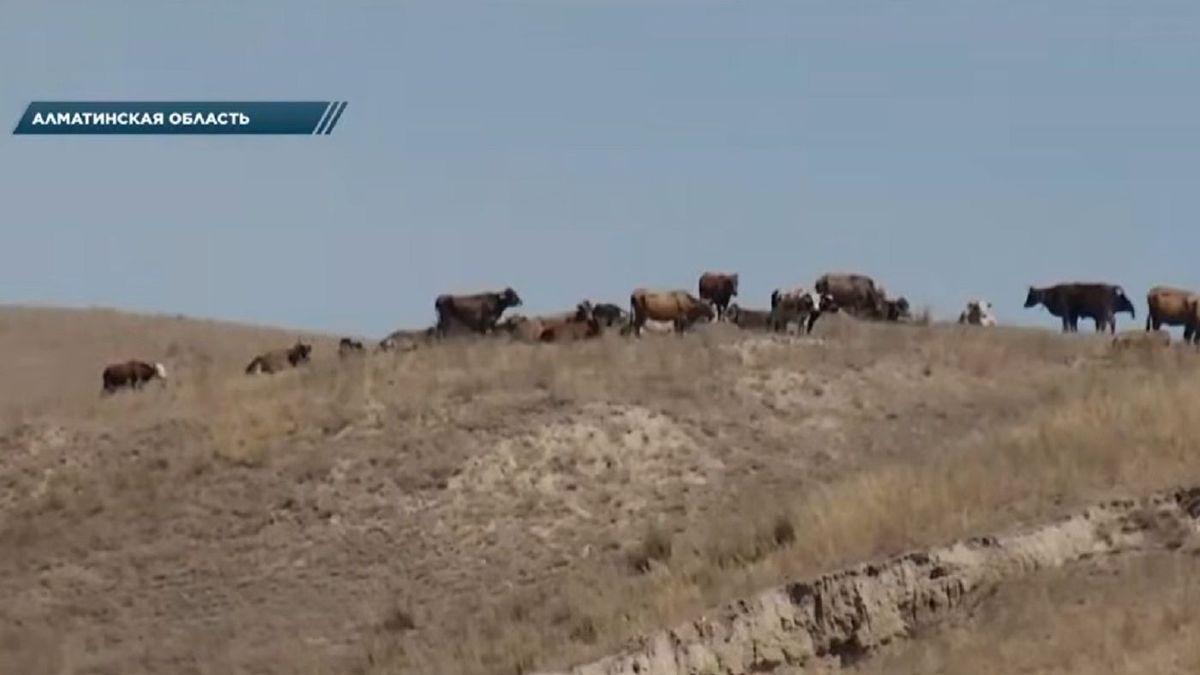 Жители сел в Алматинской области остались без доступа к воде и пастбищам из-за частных заборов