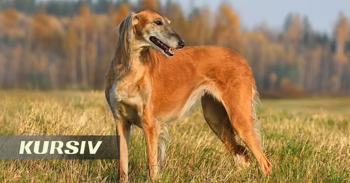 Астанада қазақы тазының үздіктері анықталды