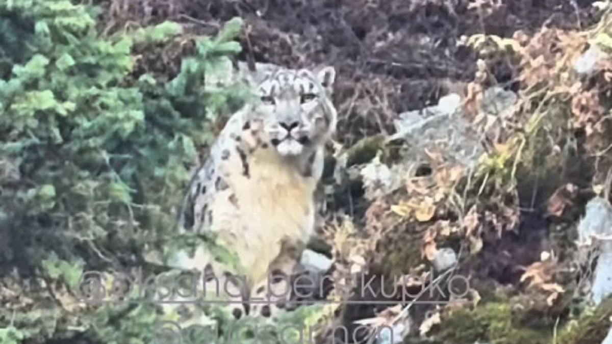 Snow leopard steps onto trail in Almaty mountains, dog barks at predator