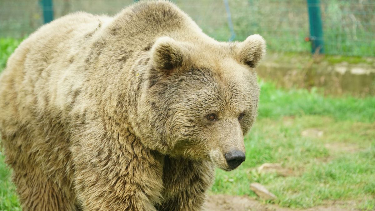 Alaska's Fat Bear Week voting kicks off