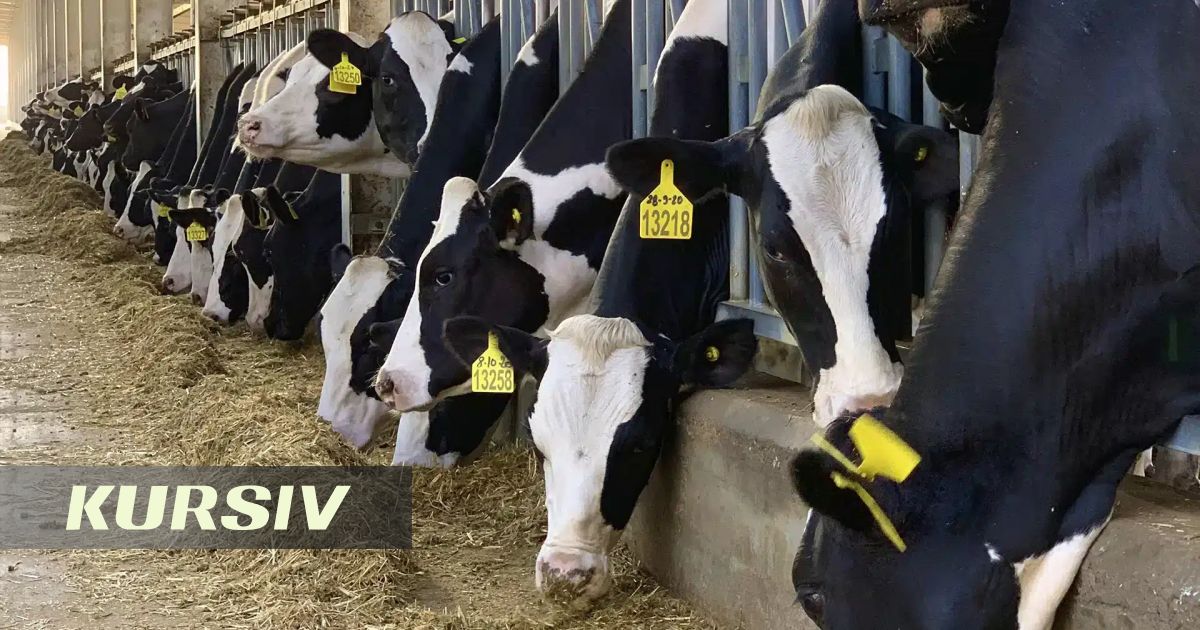 Kazakhstan to spend 80 billion tenge on 60,000 head of livestock