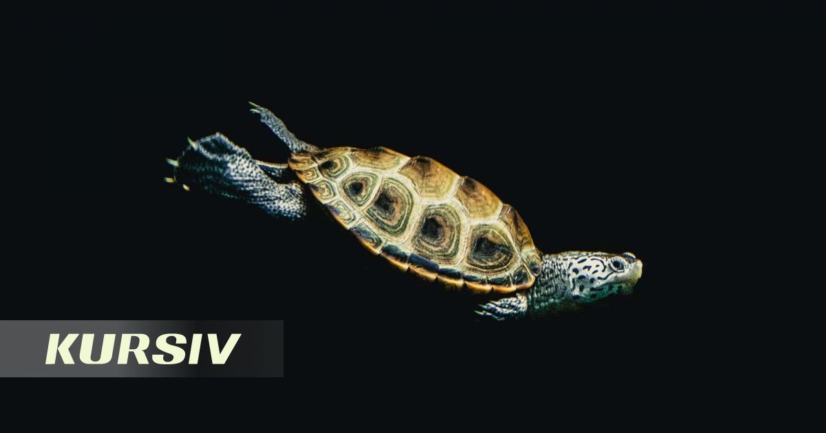 Marsh turtle spotted on Caspian shore: experts seek explanation