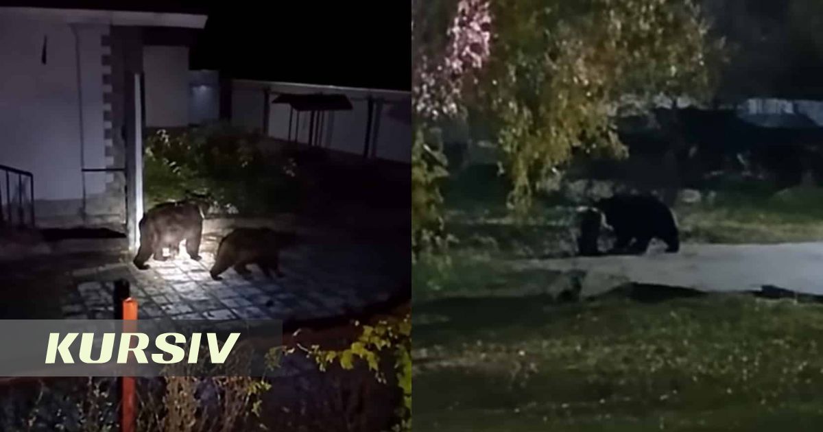 Риддерде аюлар үйлер мен мектеп маңында жүр: тұрғындар шара қолдануды талап етті