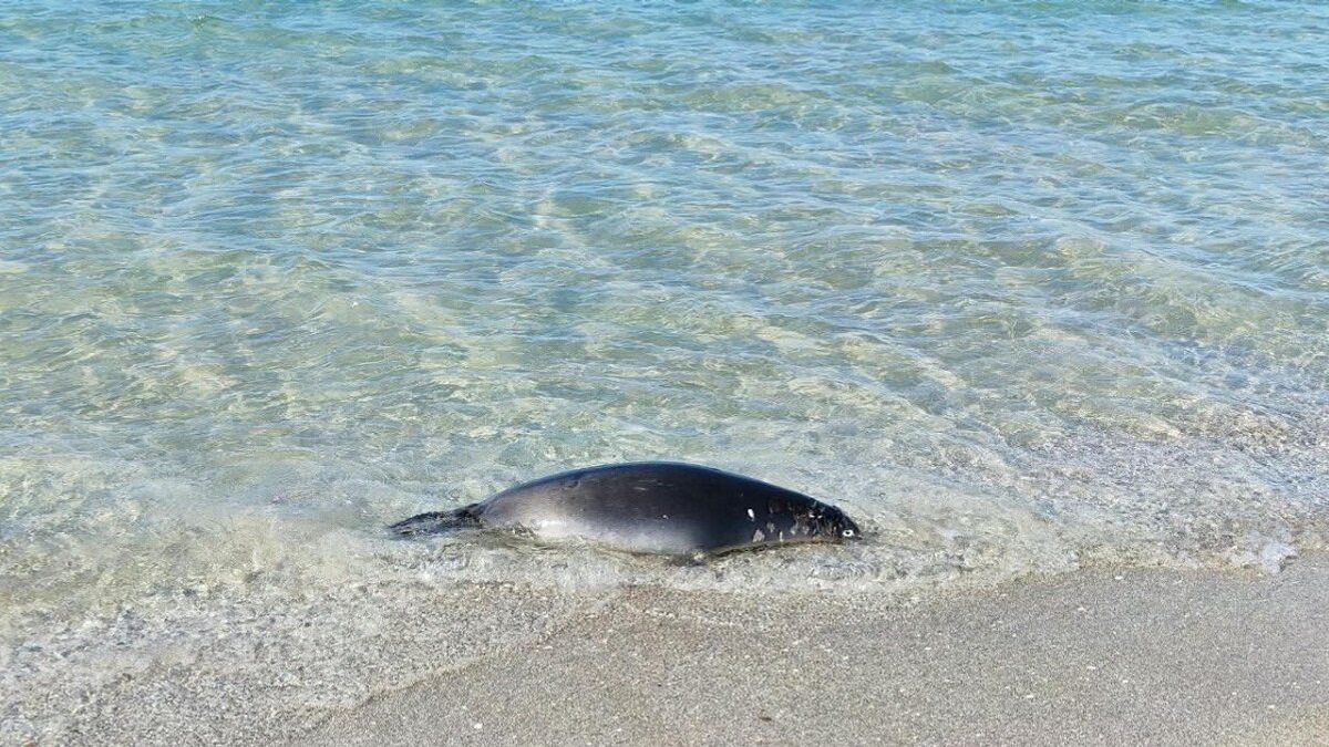 15 Dead Seals Found on Caspian Coast in Mangystau