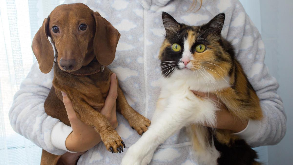 Chicken Nugget, Badger and Ice Cream: The Most Popular Pet Names in the US