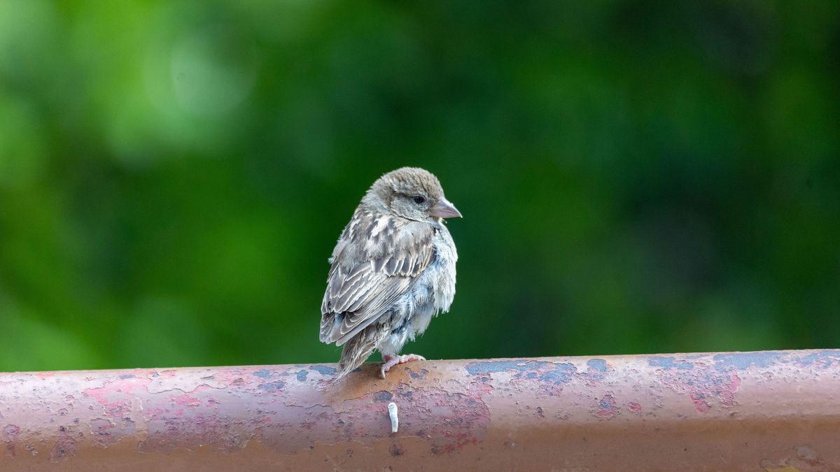 Urban birds are more afraid of women than men, study finds
