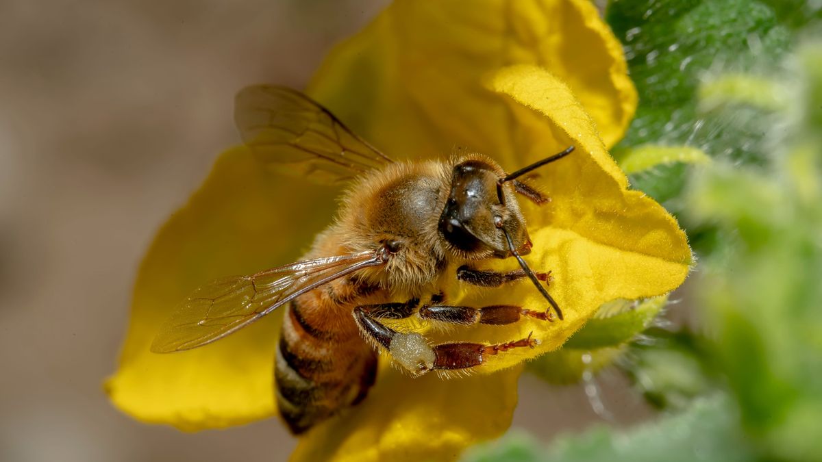 UK scientists find honeybees drive wild pollinators off flowers by force