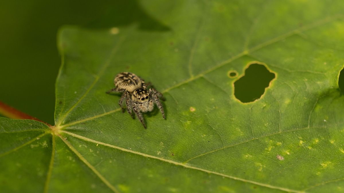 Scientists find spiders can experience dreams