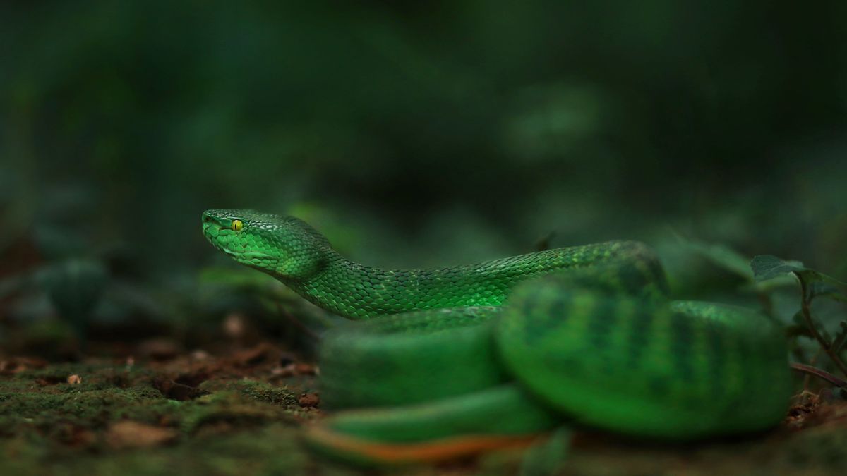 German customs find 92 live reptiles in suitcase at Cologne/Bonn Airport