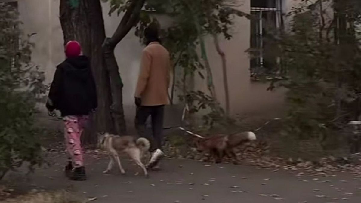 Almaty fox walked on a leash: Forestry Committee launches probe