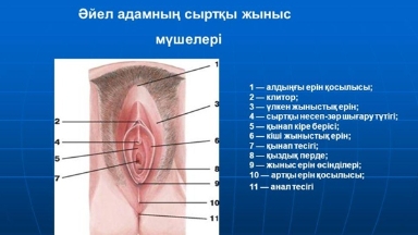 Қыздық перде деген не, ол қалай алынады?