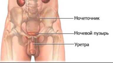 Жыныс мүшлерде кездесетін ауру түрлері және оны емдеу