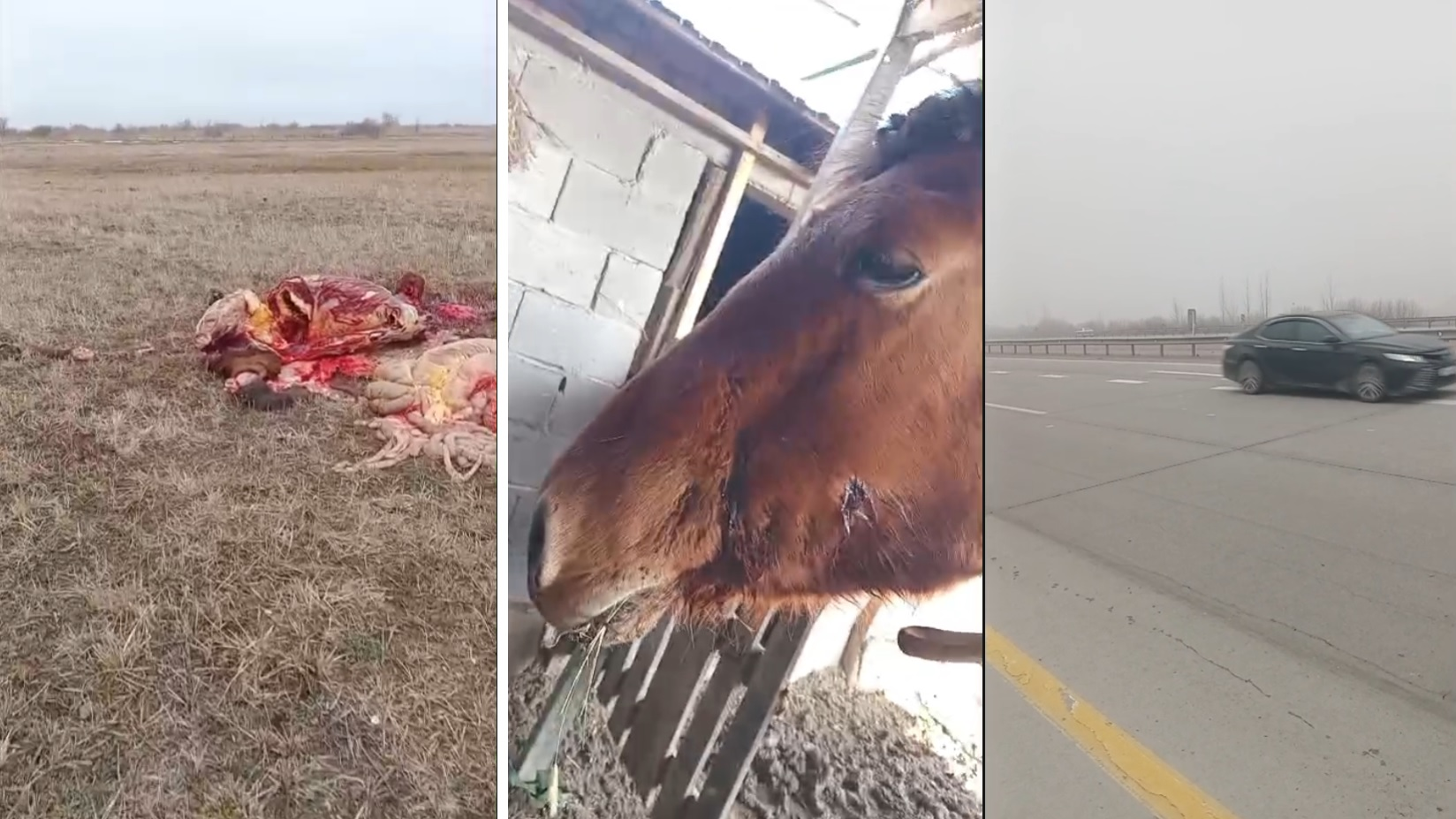 Алматы облысында ұрылар үйір жылқыны атып, сойып әкеткен (видео)