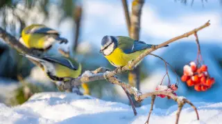 Astana men Almatyda aýa raıy ózgeredi: aıazdar ketip, jylyný kútilýde