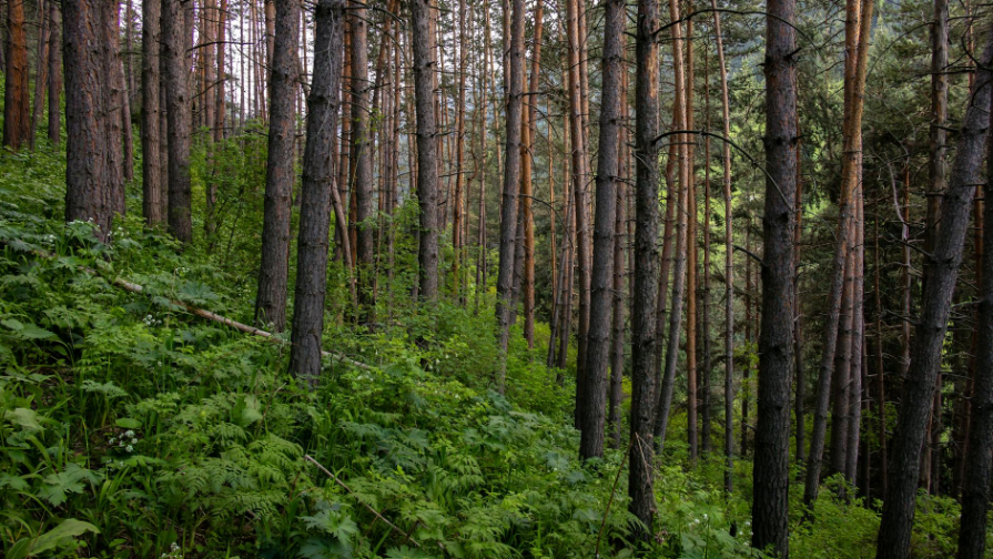 Қазақстанның мұнай қоры таусылып бара ма? Сарапшы статистикадағы түсініксіздіктер туралы