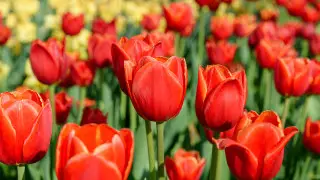 2026 jyldyń naýryz aıynda qazaqstandyqtar qansha kún demalady?